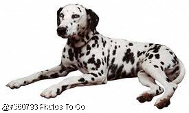 Dalmatian dog